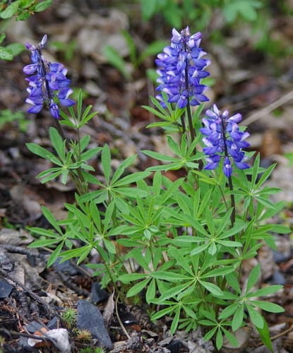 Arctic Lupine