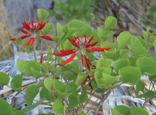 Western coral bean
