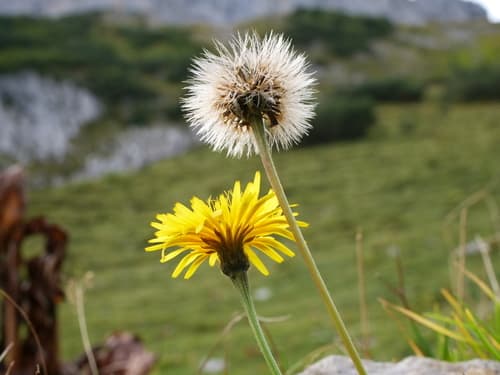Rough Hawkbit