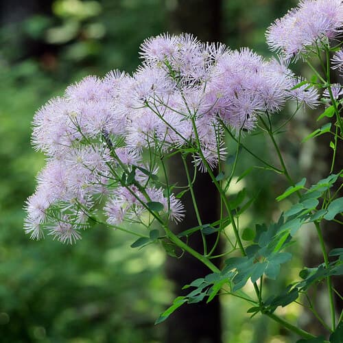 French Meadow-rue