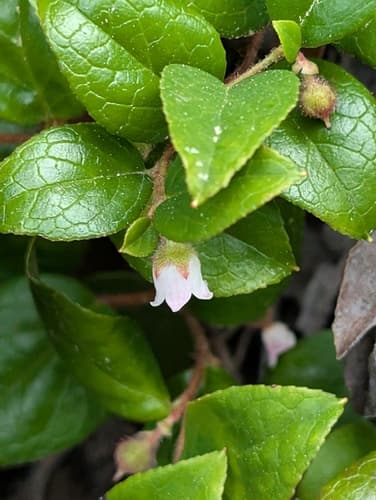 Slender Wintergreen