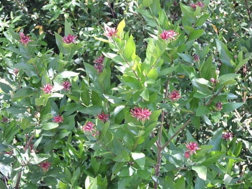 California Sweetshrub Bonsai