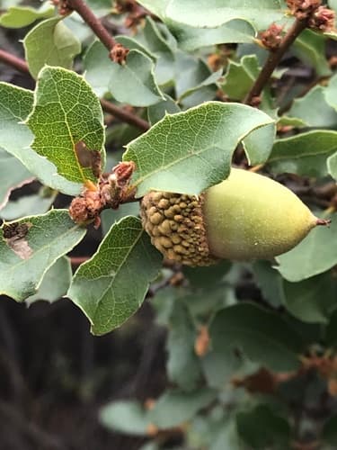 California Scrub Oak Bonsai