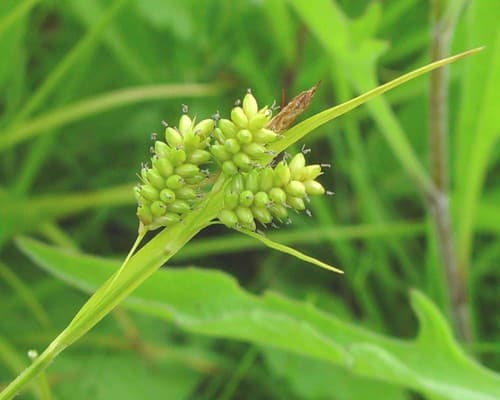 Pale Sedge (Carex pallescens)