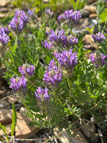 Laxmann's Milkvetch