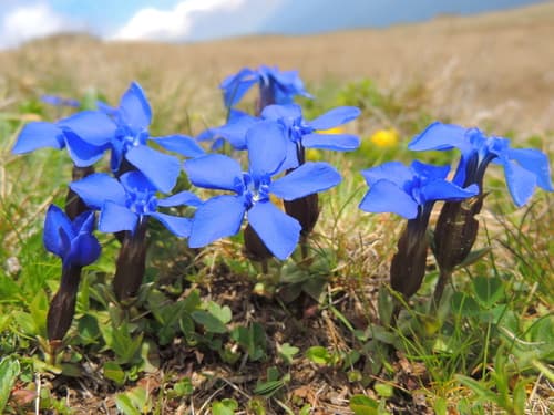 Spring Gentian Bonsai