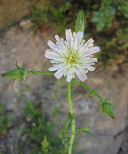 California Chicory