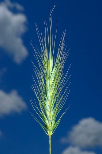 Southeastern Wildrye Bonsai