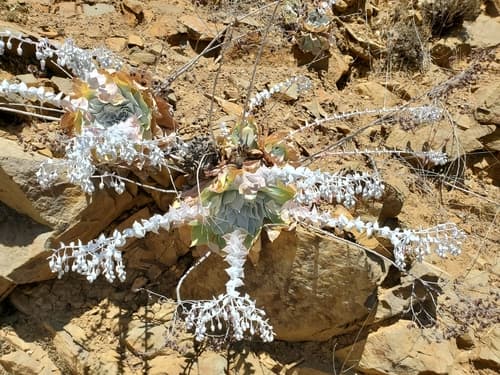 Chalk Dudleya Bonsai