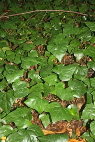 Algerian ivy