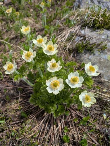 White Pasqueflower