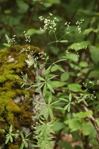 Wood Bedstraw