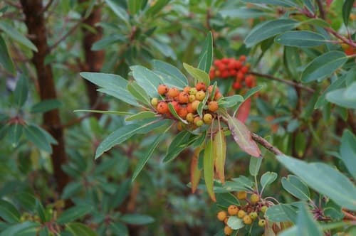 Arizona Madrone Bonsai