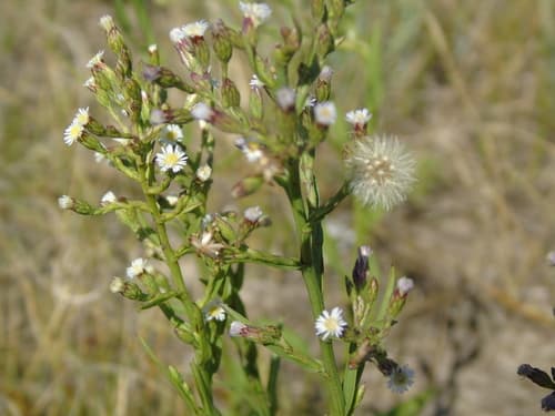 Saltmarsh Aster