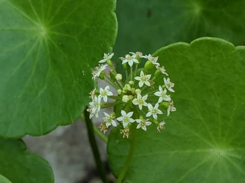 Manyflower Marshpennywort