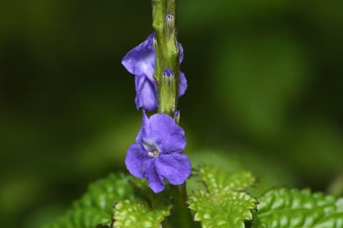 Nettleleaf Velvetberry