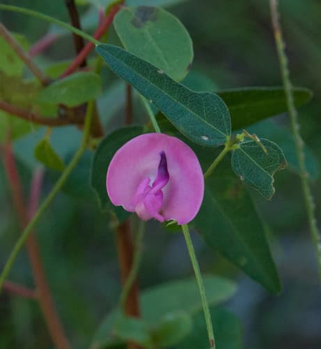 perennial wooly bean