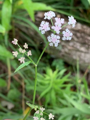 Upright Hedge-parsley