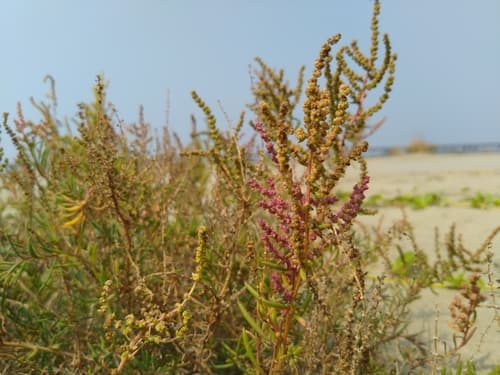 Herbaceous Seepweed Bonsai