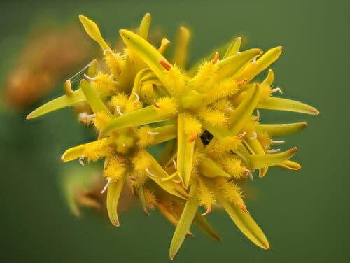 Bog Asphodel