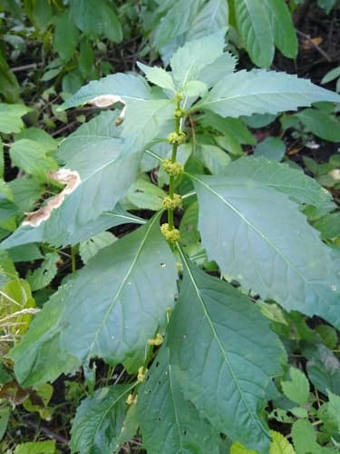 Sweet Bugleweed Bonsai
