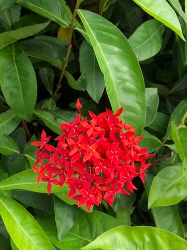Giant Red Ixora