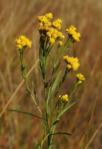 Western Goldenrod