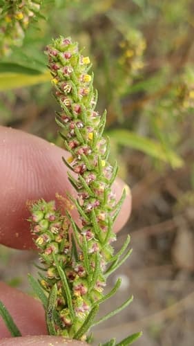 Narrowleaf Marsh-elder
