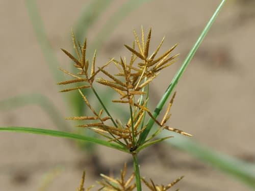 Yellow Nutsedge