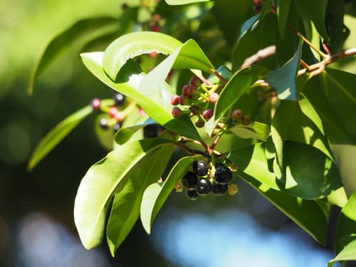 Ardisia squamulosa Bonsai