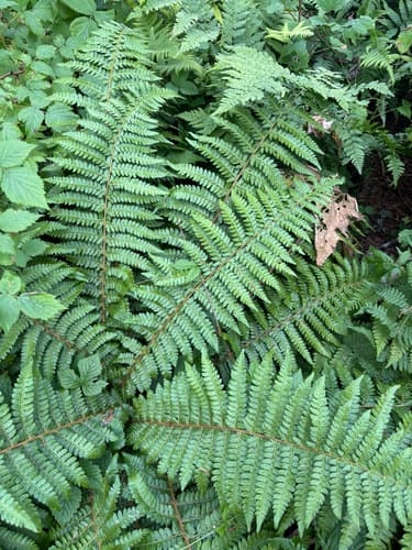Braun's Holly Fern