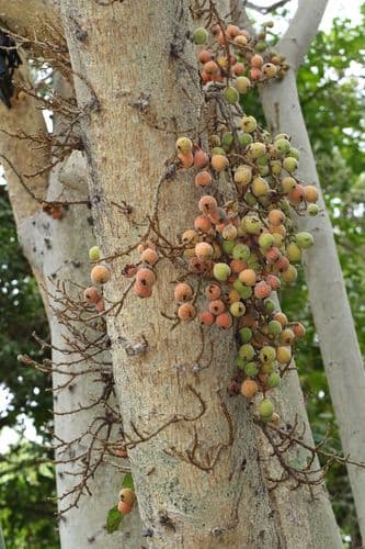 Sycamore Fig Bonsai