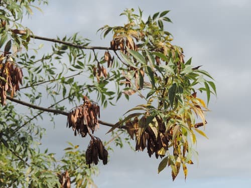 Narrow-leaved Ash Bonsai