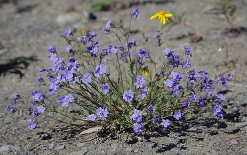 Pretty Jacob's-ladder