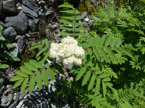 Greene's Mountain Ash Bonsai