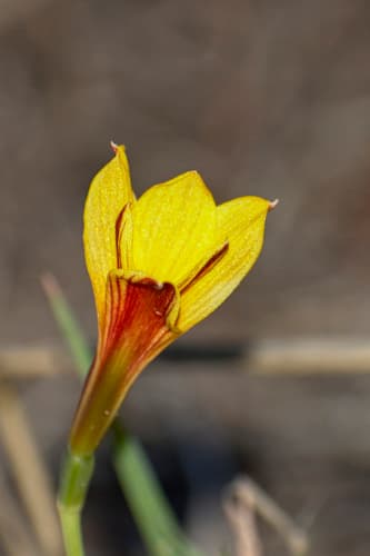 Rio Grande copper lily
