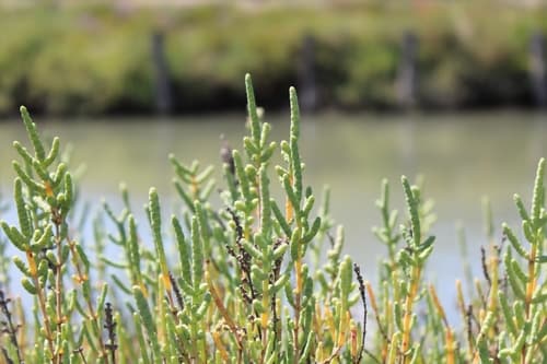 Shrubby Marsh Samphire