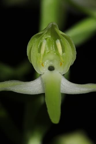Greater butterfly-orchid