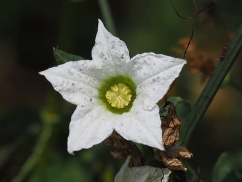 Ivy Gourd Flower