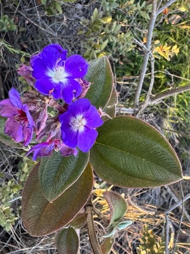 Silverleafed Princess Flower Bonsai