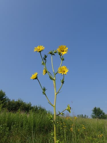 Compass Plant Bonsai