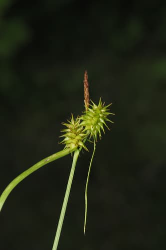 yellow-green sedge