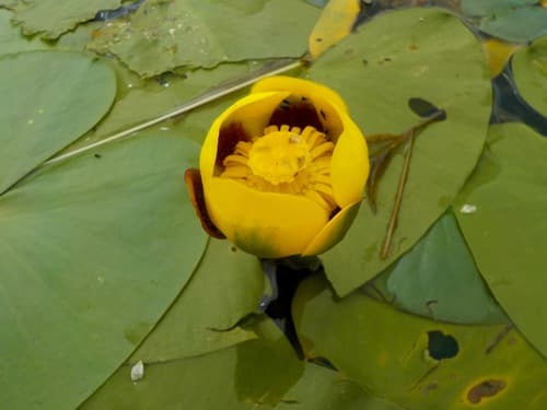 Variegated Yellow Pond-Lily