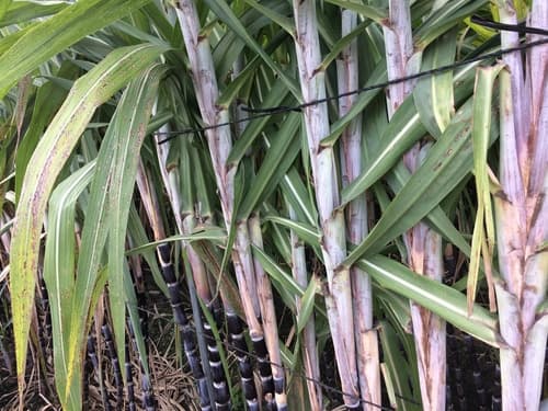 Sugarcane