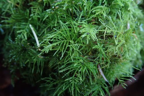 Common Feather-moss