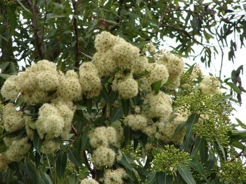 Pink Bloodwood Bonsai