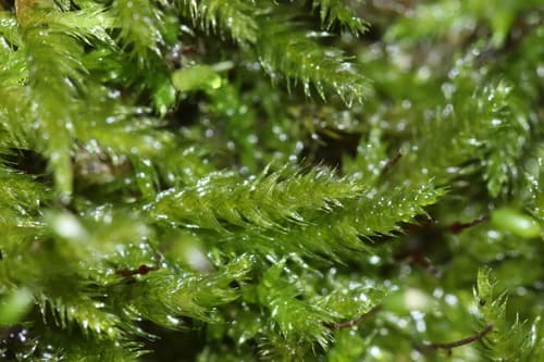 Steerecleus Moss