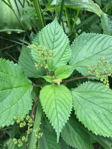 West Indian woodnettle