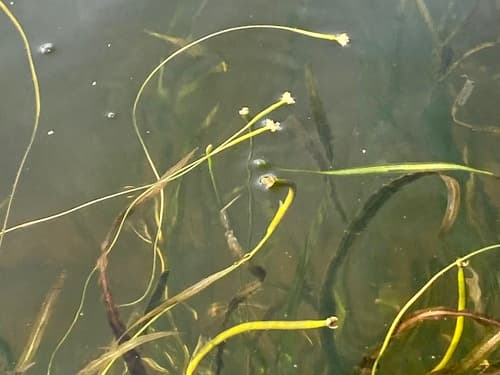 American eelgrass