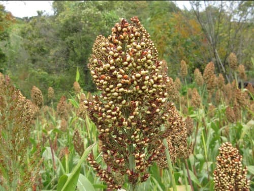 Sorghums
